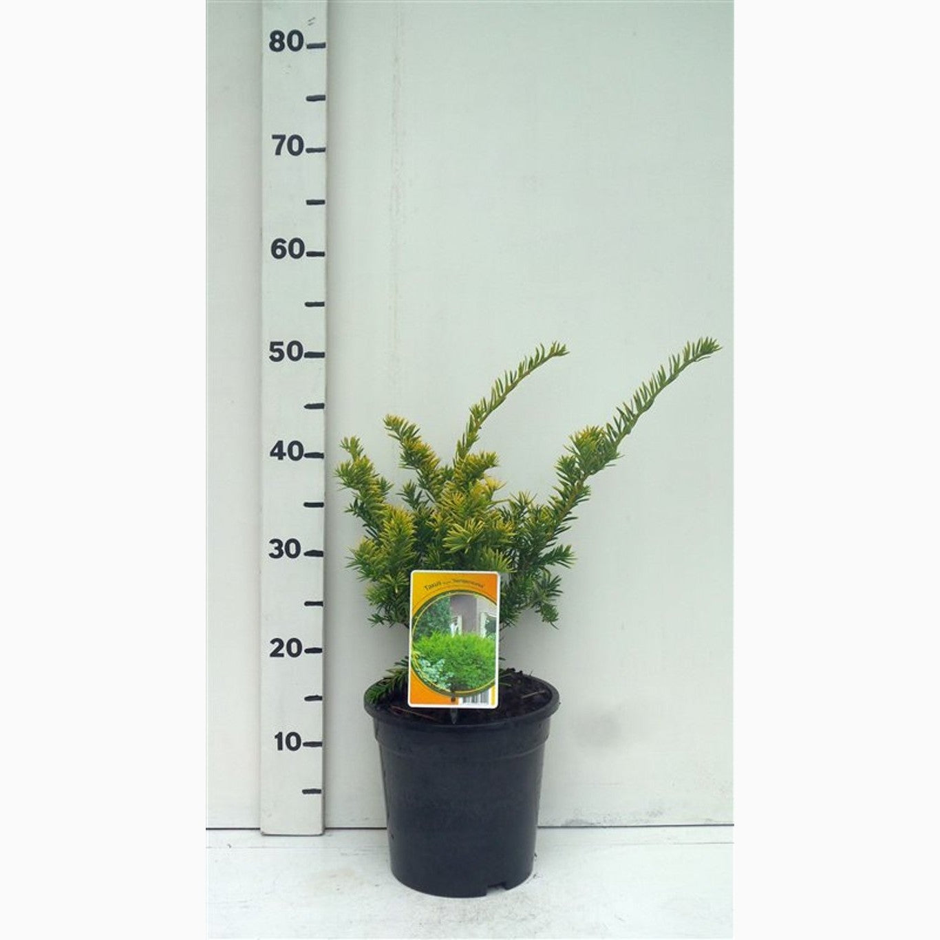 Idegran – Taxus baccata 'Semperaurea' - C3 25-30 CM